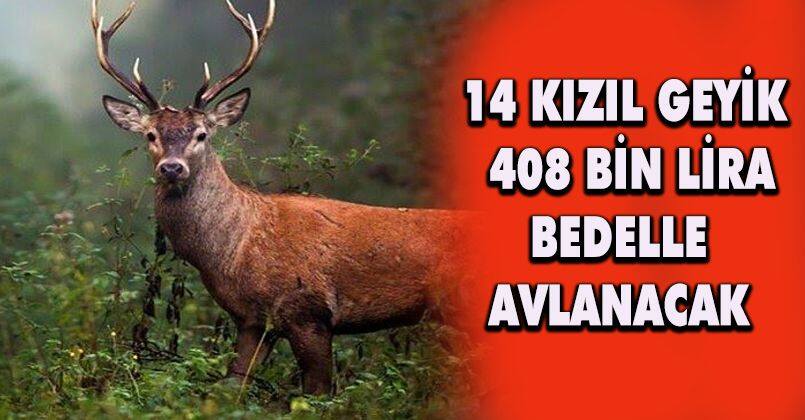Bolu’da 14 kızıl geyik 408 bin lira bedelle avlanacak