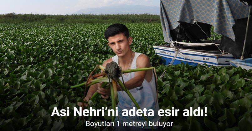 Boyutları 1 metreyi bulan su sümbülleri Asi Nehri’ni adeta esir aldı