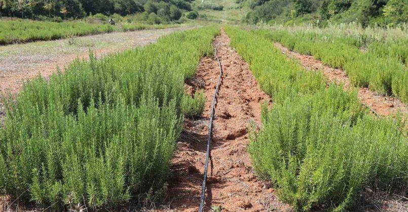 Botanik Vadisi’nde biberiye zamanı: Hedef 15 ton
