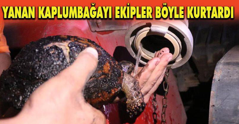 Yanan kaplumbağayı ekipler böyle kurtardı