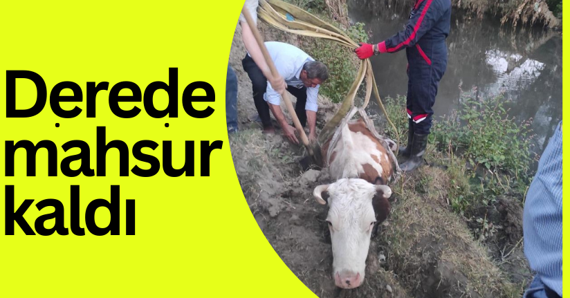 Derede mahsur kalan inek, vinç yardımıyla kurtarıldı