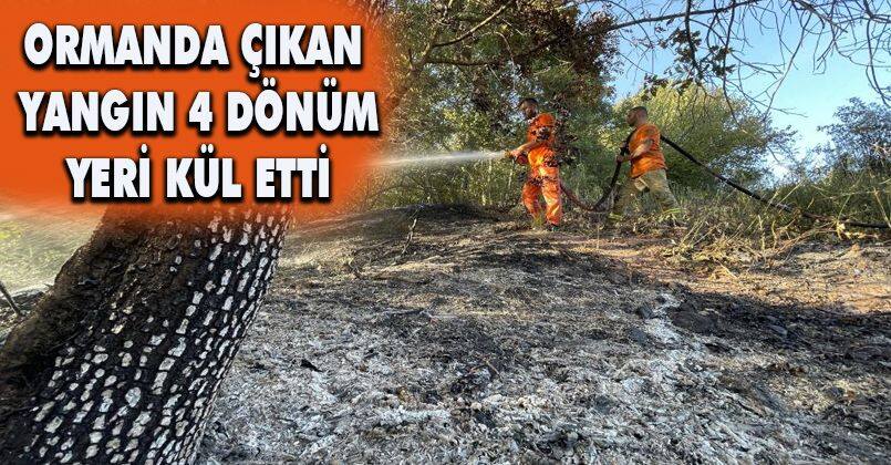 Ormanda çıkan yangın 4 dönüm yeri kül etti