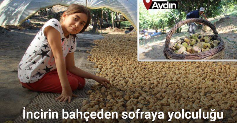İncirin bahçeden sofraya yolculuğu
