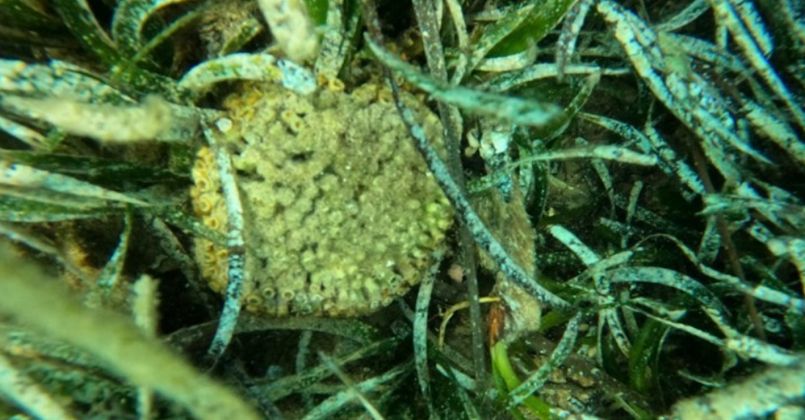Ildır Körfezi’nde endemik taş mercan türü görüldü