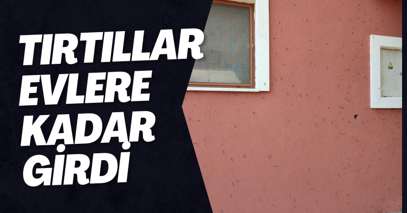 Tırtıllar Evlere Kadar Gitti