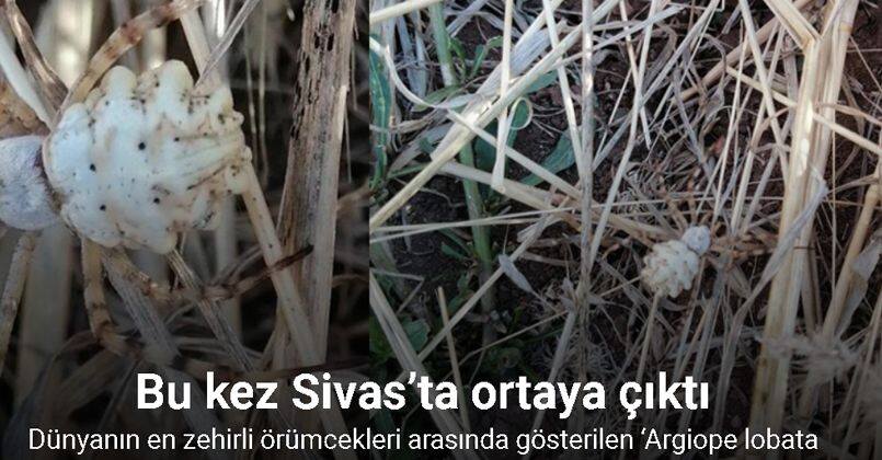 Bu kez Sivas’ta ortaya çıktı