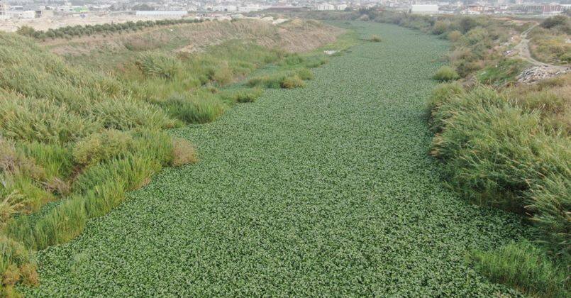 Su sümbülleri Asi Nehri’ni kaplamaya devam ediyor, su adeta görünmez hale geldi