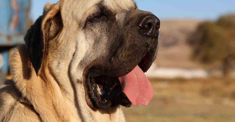 Aksaray Malaklı köpeği dünyaya açıldı