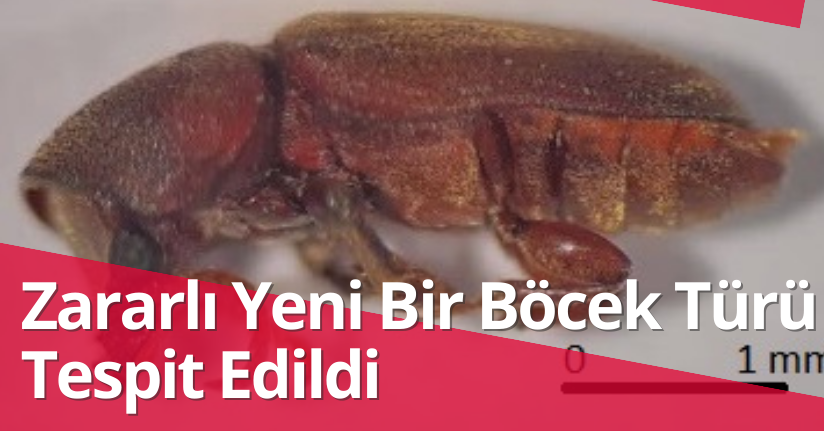 Zararlı Yeni Bir Böcek Türü Tespit Edildi
