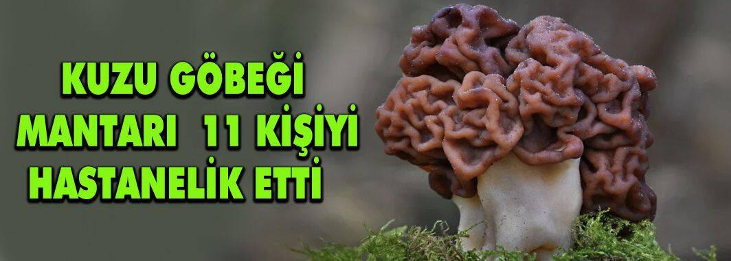 Kuzu göbeği mantarı 11 kişiyi hastanelik etti