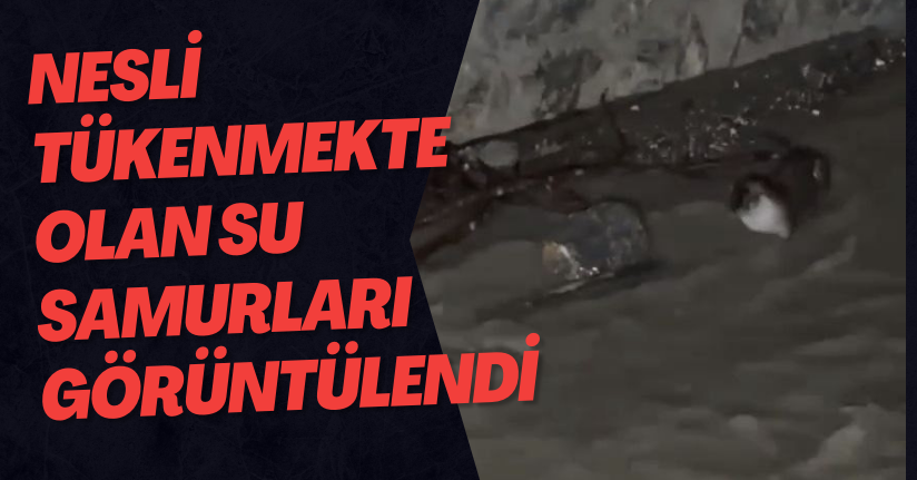 Nesli Tükenmekte Olan Su Samurları Görüntülendi