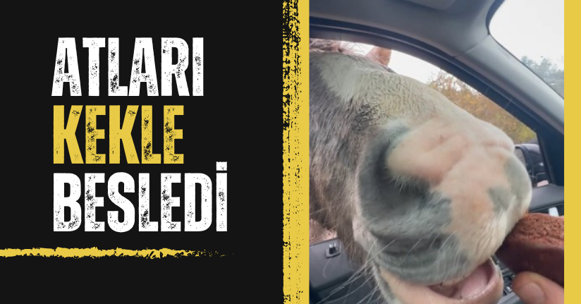  Yılkı atlarını kekle besledi
