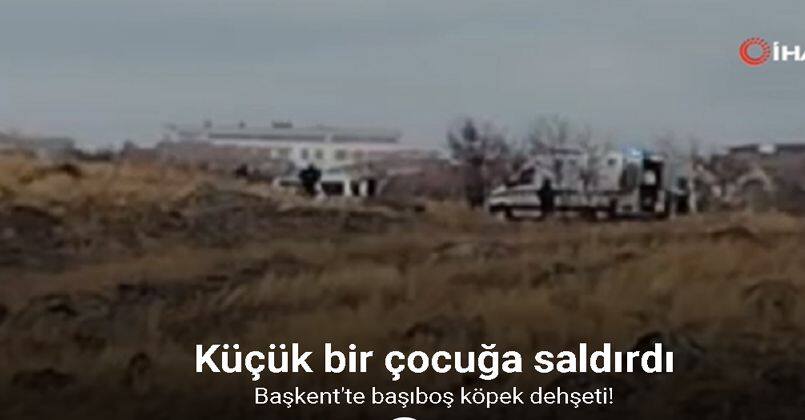 Başkent’te başıboş köpek dehşeti