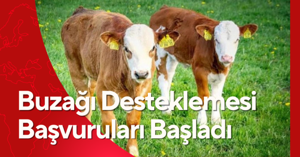 Buzağı Desteklemesi Başvuruları Başladı