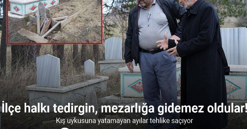 Kış uykusuna yatamayan ayılar, mezarları kazmaya başladı