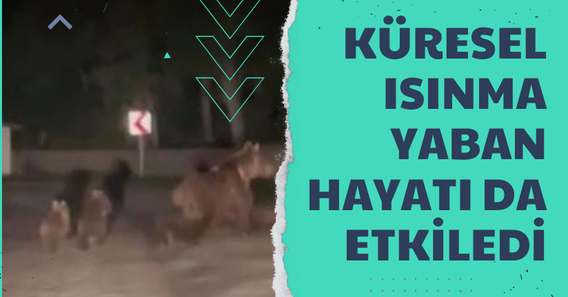 Kış uykusuna yatamayan anne ayı ve yavruları görüntülendi