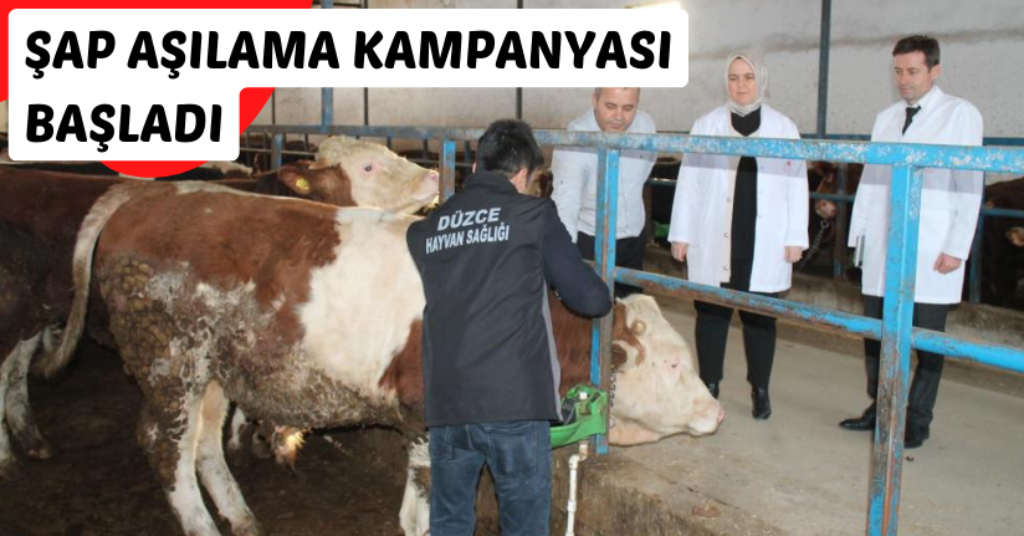 Şap aşılama kampanyası başladı