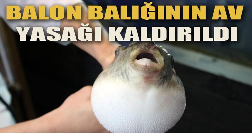 Balon balığının avlanma yasağı kaldırıldı