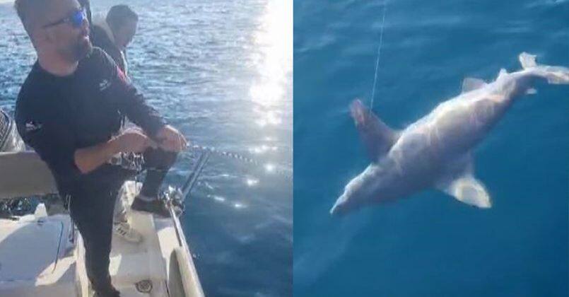 Oltaya kıyısal en büyük köpek balığı takıldı, güçlükle kontrol ederek yukarı çektiler