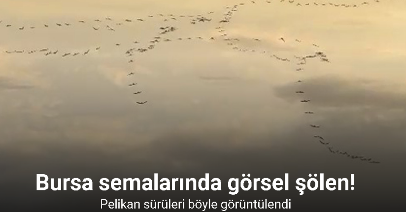 Pelikan sürüsü Bursa semalarında görsel şölen oluşturdu