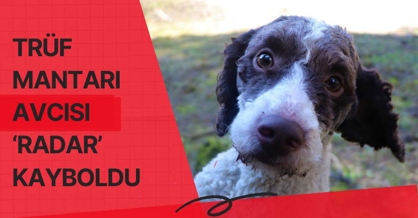 Trüf mantarı avcısı ‘Radar’ kayboldu