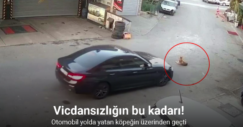 Sarıyer’de otomobil, yolda yatan köpeğin üzerinden geçti: O anlar kamerada