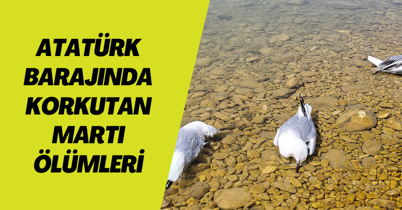 Atatürk Barajında korkutan martı ölümleri