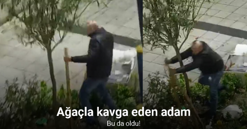 İstanbul’da bir şahıs tahtaları söküp saldırdığı ağaçla kavga etti