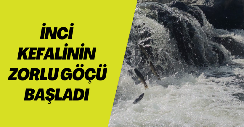 İnci kefalinin zorlu göçü başladı