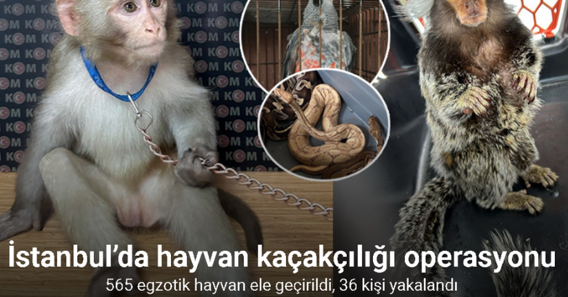 İstanbul’da hayvan kaçakçılığı operasyonu: 565 egzotik hayvan ele geçirildi, 36 kişi yakalandı