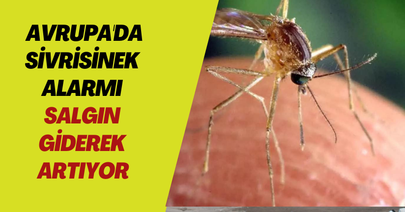 Avrupa'da sivrisinek alarmı! Salgın giderek artıyor