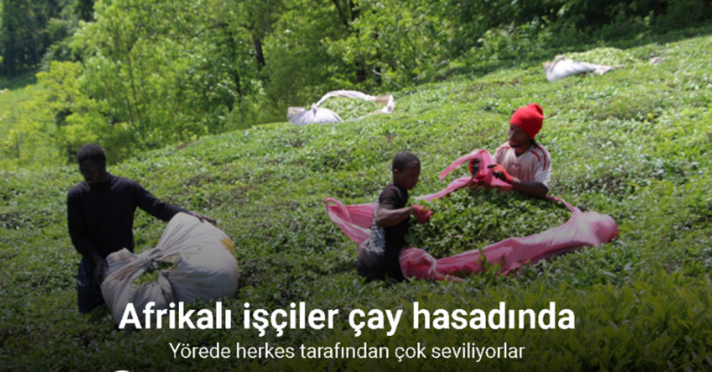 Senegalli işçiler çay hasadında