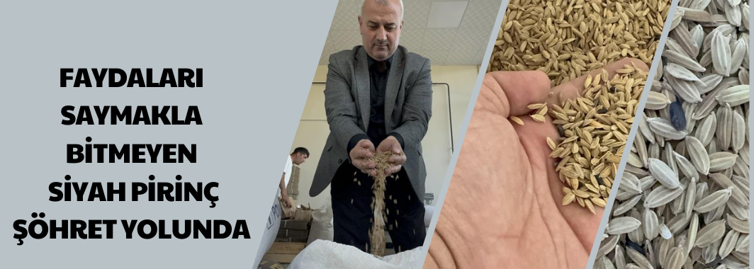 Faydaları saymakla bitmeyen Siyah pirinç şöhret yolunda