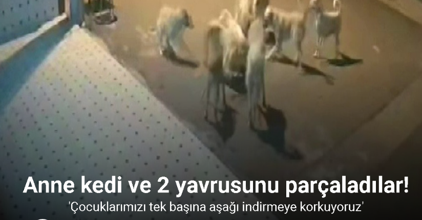 Başıboş 10 sokak köpeği anne kedi ve 2 yavrusunu parçaladı