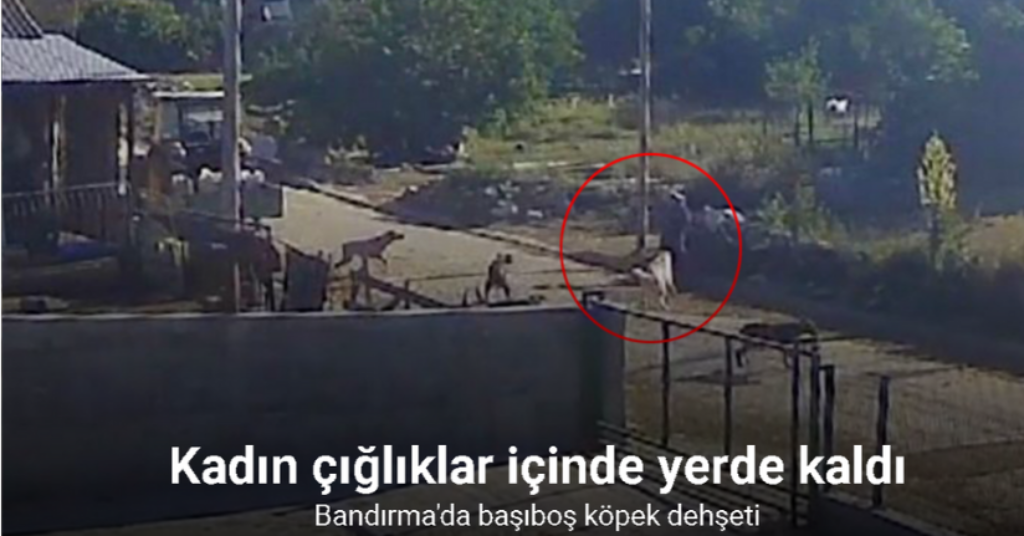 Bandırma’da başıboş köpek dehşeti kamerada...Kadın çığlıklar içinde yerde kaldı