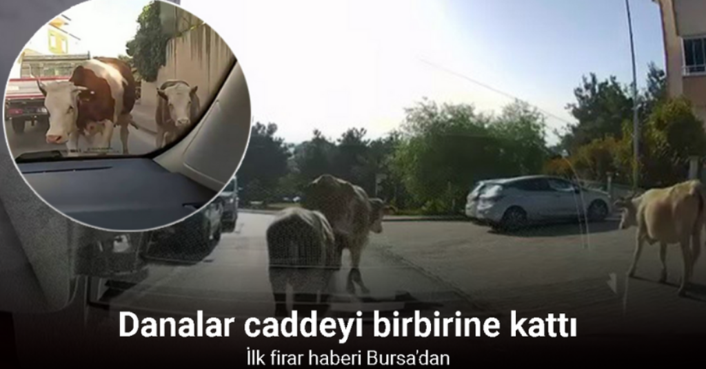 Danalar firarda