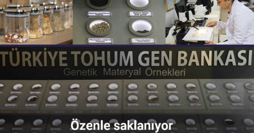 Türkiye'nin bitkisel gen çeşitliliği Tohum Gen Bankası'nda korunuyor