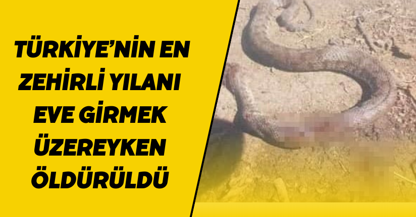 Türkiye’nin en zehirli yılanı eve girmek üzereyken öldürüldü