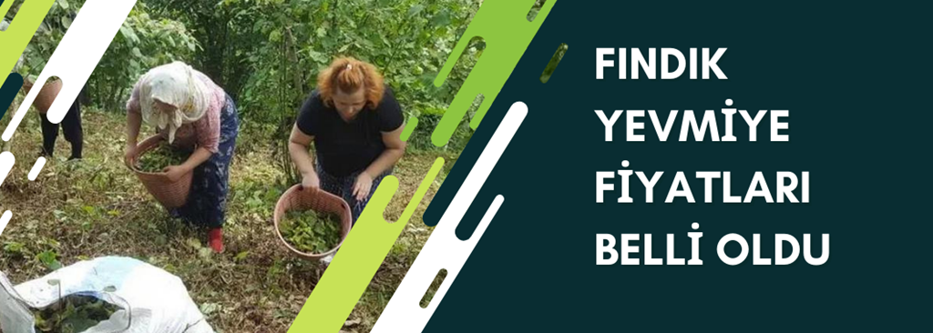 Fındık yevmiye Fiyatları Belli oldu