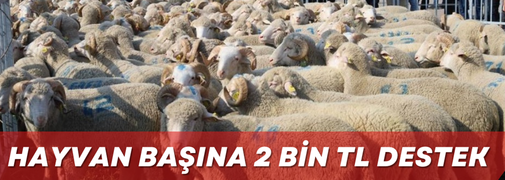 Hayvan başına 2 bin TL destek
