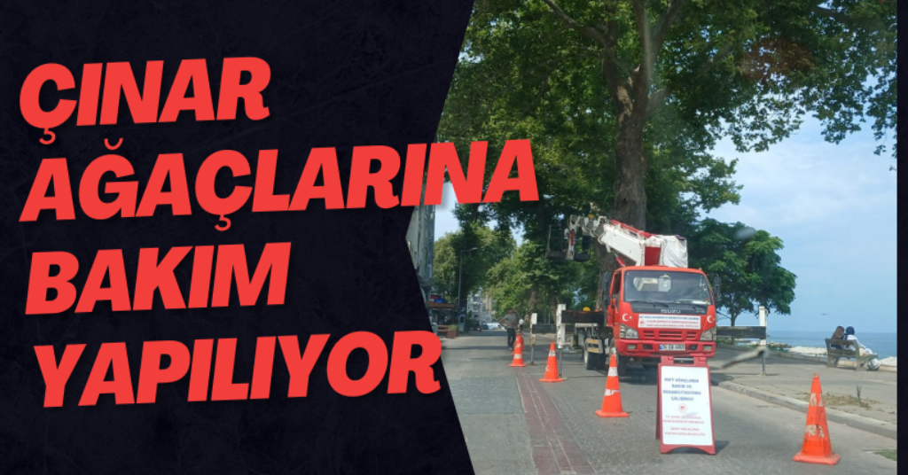 Çınar Ağaçlarına Bakım Yapılıyor