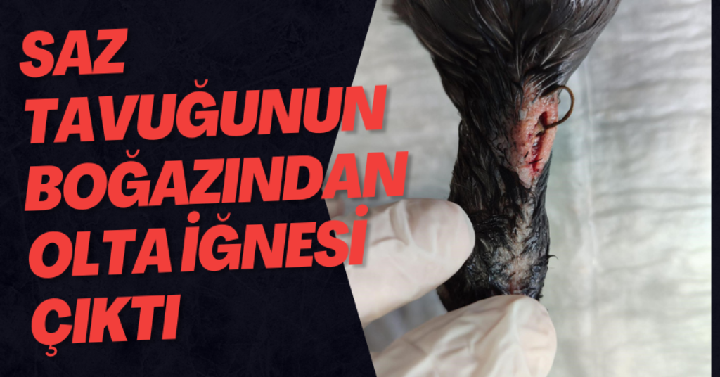 Saz Tavuğunun Boğazında Olta İğnesi Çıktı