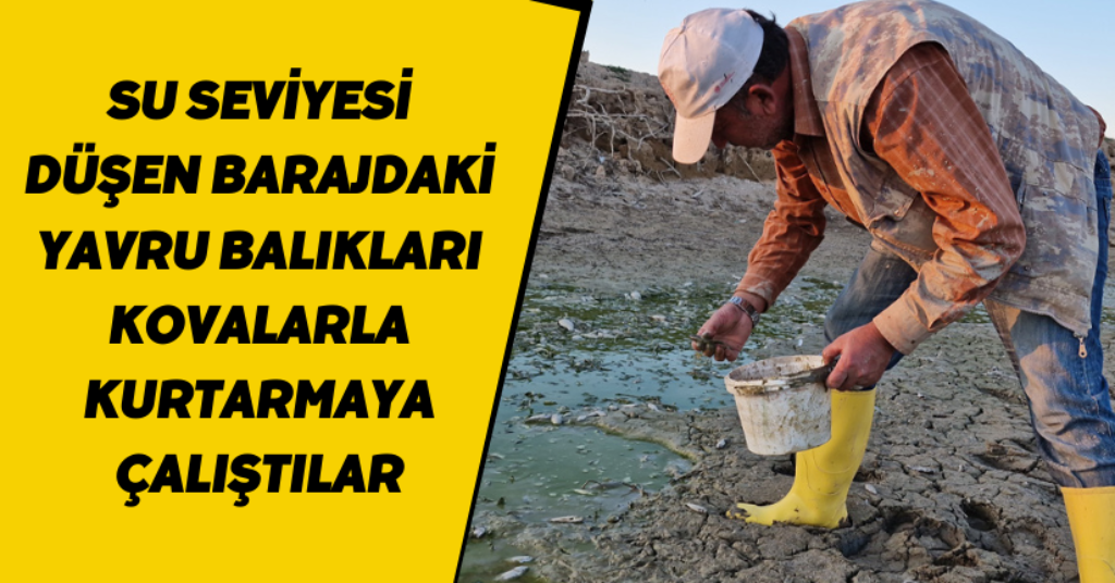 Su seviyesi düşen barajdaki yavru balıkları kovalarla kurtarmaya çalıştılar