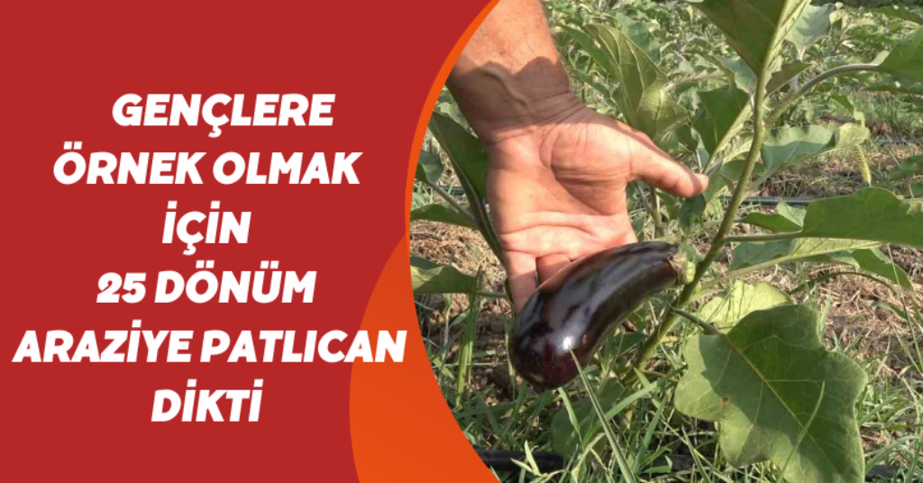 Gençlere örnek olmak için 25 dönüm araziye patlıcan dikti