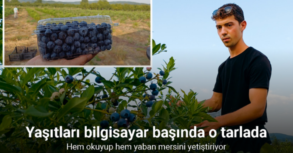 Yaşıtları bilgisayar başında o tarlada yaban mersini yetiştiriyor