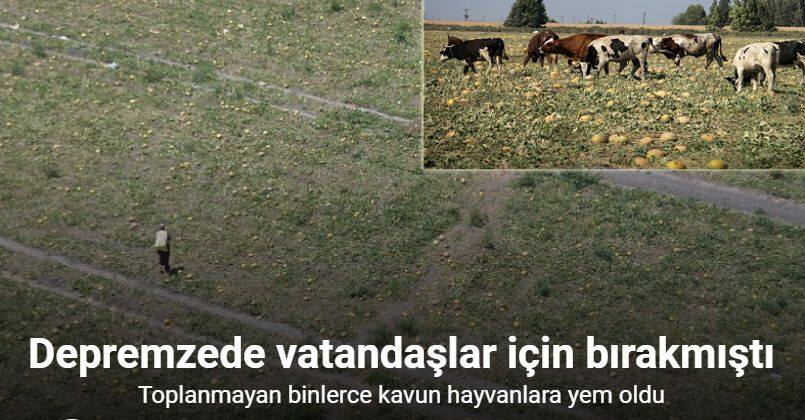 300 dönüm arazideki kavunu hayrına bırakmıştı, toplanmayan binlerce kavun hayvanlara yem oldu