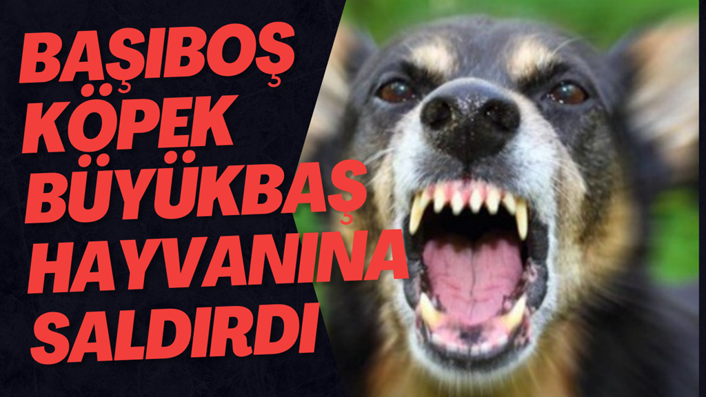 Başıboş Köpek Büyükbaş Hayvanına Saldırdı
