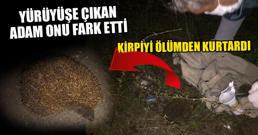 Başı ayran kutusuna sıkışan kirpiyi veteriner kurtardı
