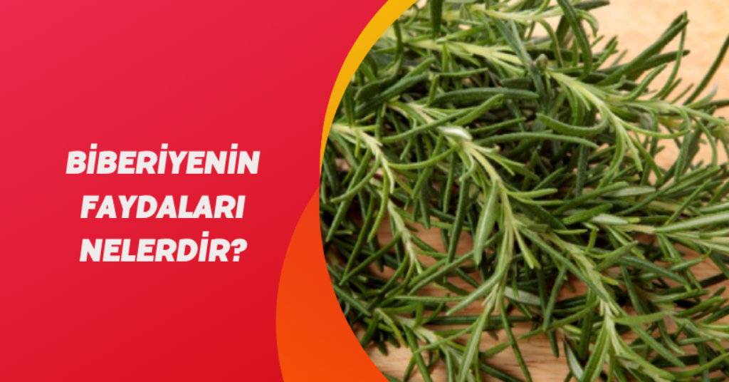 Biberiyenin Faydaları Nelerdir?