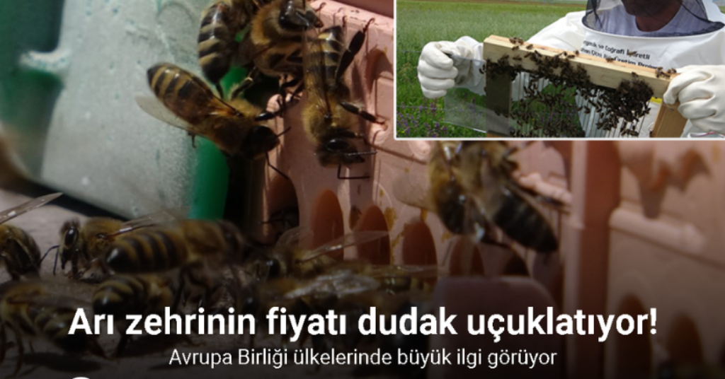 Arı zehrinin fiyatı dudak uçuklatıyor